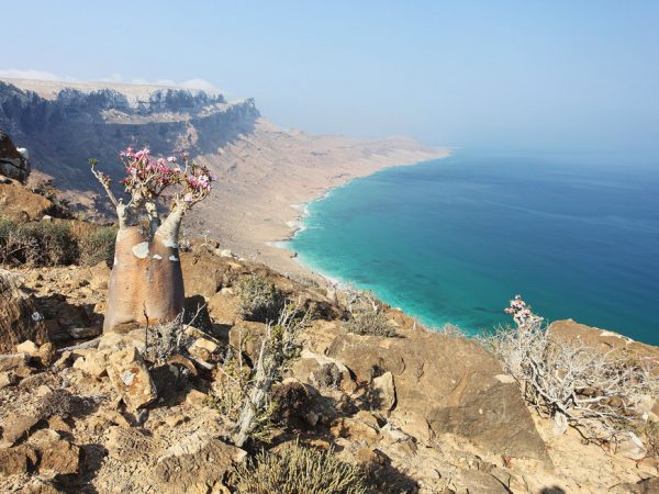 Đảo Socotra Yemen Điểm Đến Kỳ Lạ Nhất Hành Tinh