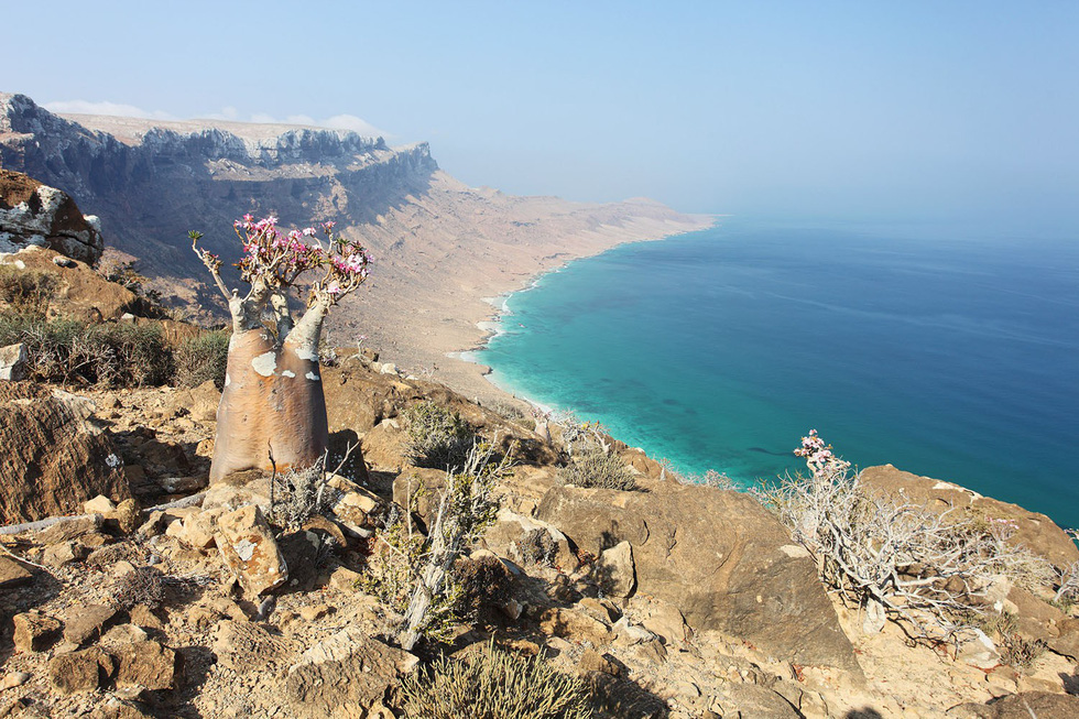 Đảo Socotra Yemen Điểm Đến Kỳ Lạ Nhất Hành Tinh